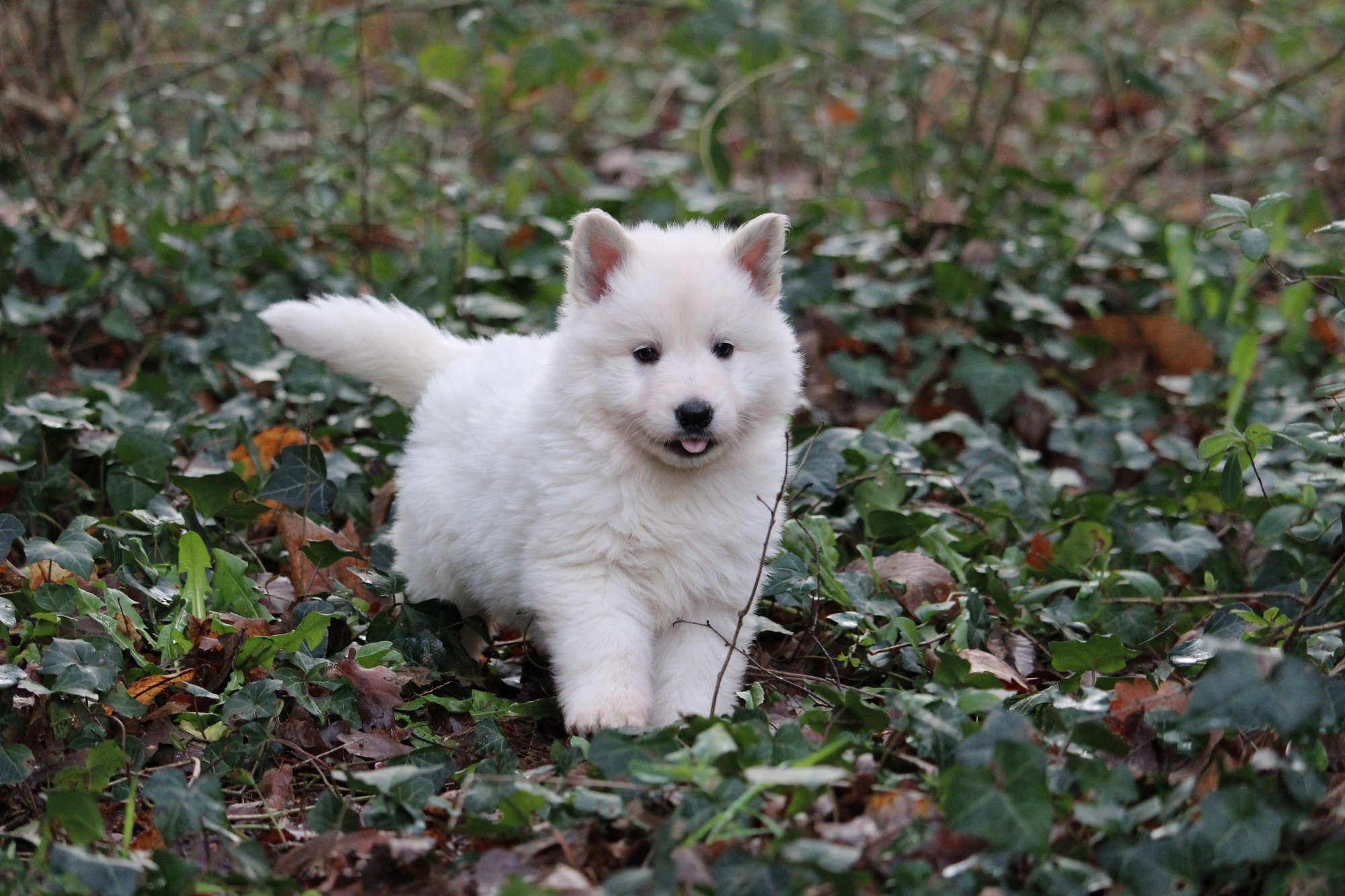 Chiot disponible Berger Blanc Suisse Élevage des bergers du maine