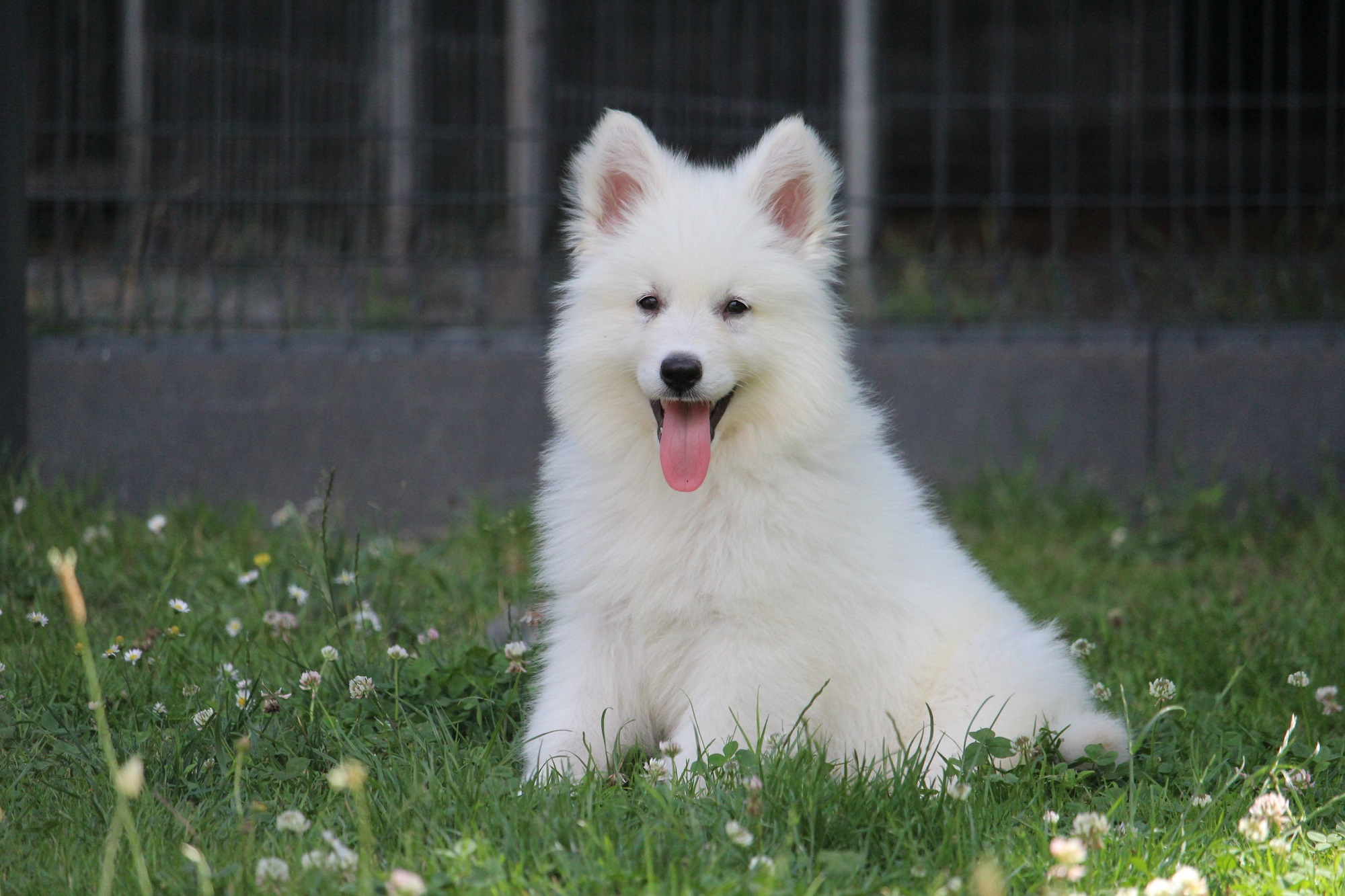 Chiot disponible Berger Blanc Suisse Élevage des bergers du maine